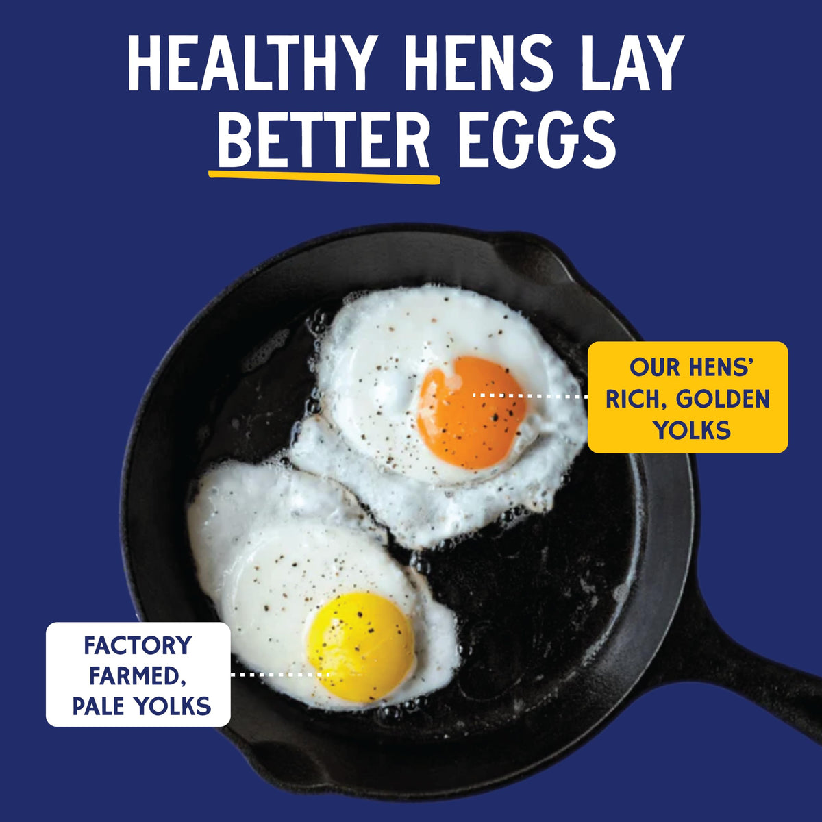 Pete & Gerry's Organic Pasture Raised Eggs Large 12 Ct
